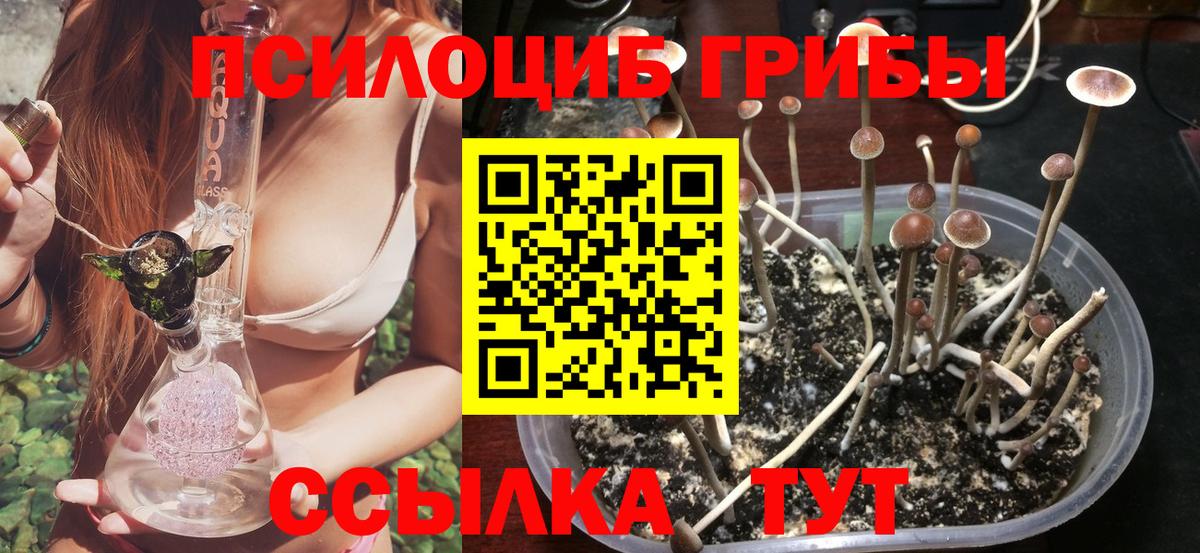 Галлюциногенные грибы Psilocybe  Вход с VPN  Медногорск  Галлюциногенные грибы прущие грибы 